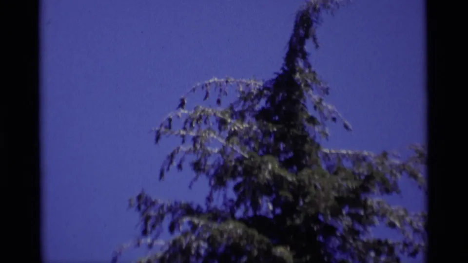1975 8mm California wilderness frame with evergreen branches and open blue sky, cropped by dark film borders.