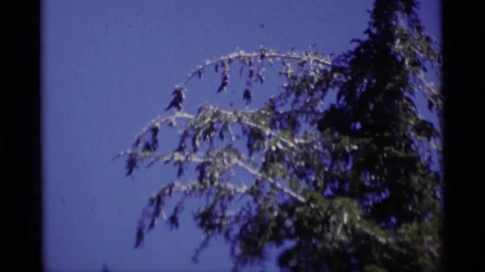 Minaret Wilderness home-movie frame showing close evergreen branches against a clear blue sky.