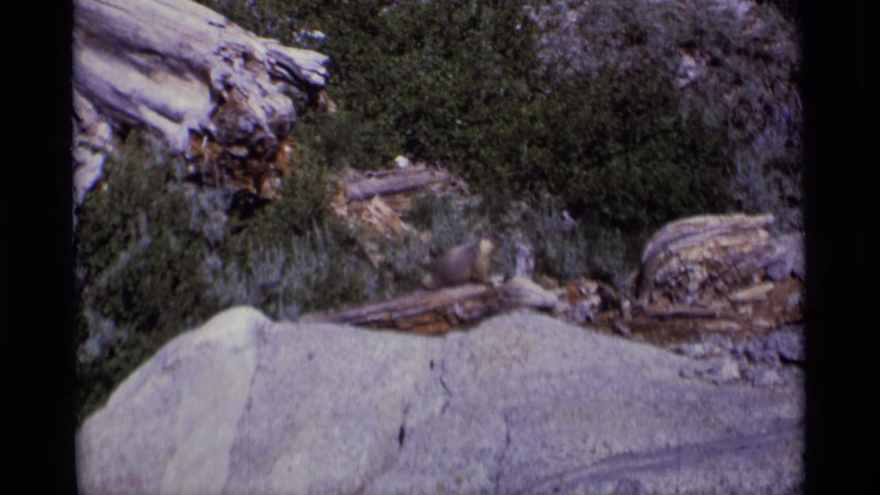 Marmot on a fallen log among shrubs, boulders, and weathered wood.