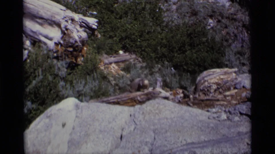 Minaret Wilderness home-movie frame with a marmot near weathered wood, surrounded by shrubs and granite boulders.
