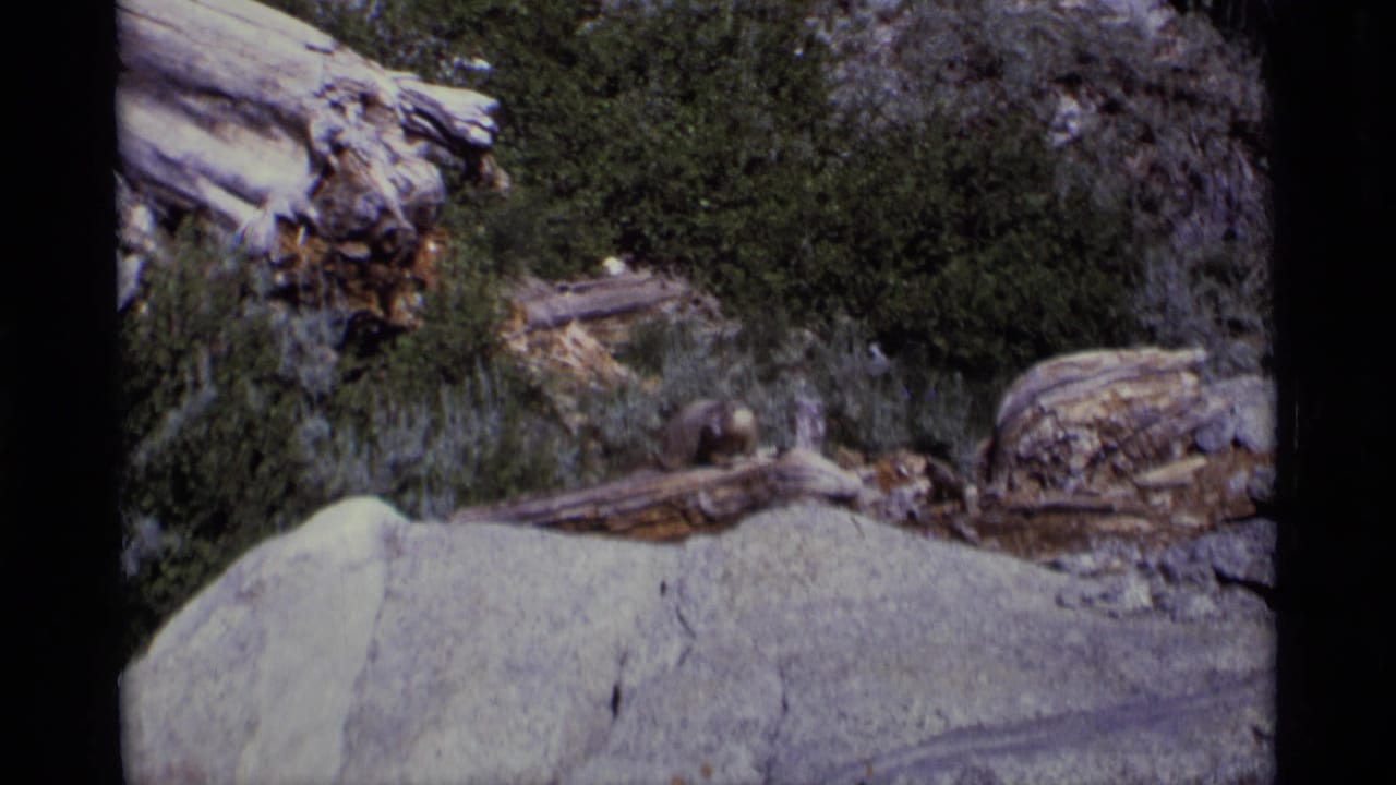 Small rodent-like animal crossing weathered logs and rocks in the Minaret Wilderness, California, from 1975 8mm footage.