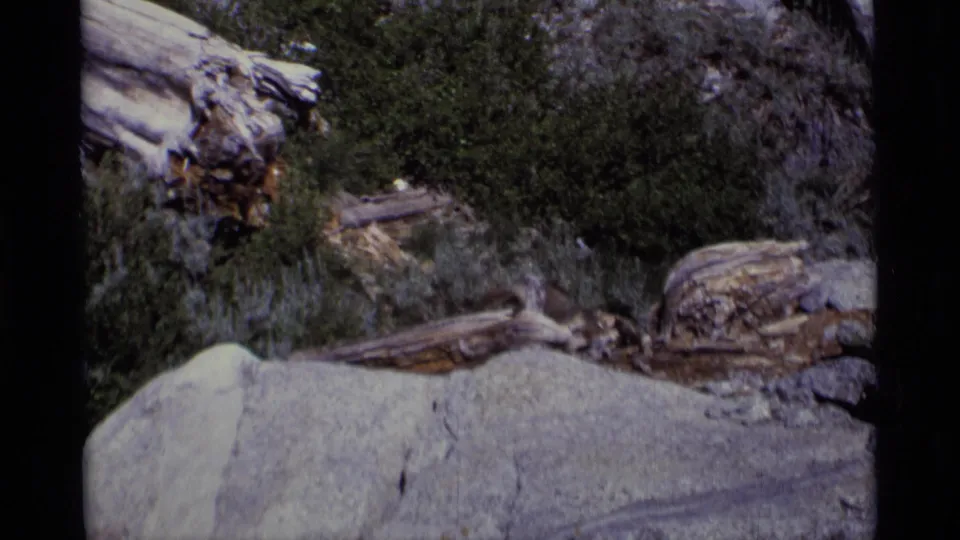Handheld 8mm frame showing a small animal crossing rocky, brushy terrain in Minaret Wilderness, California.