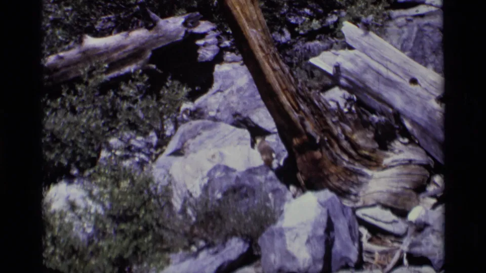 Rocky wilderness detail with weathered logs, shrubs, and a small animal near the lower frame edge in 1975 8mm footage.