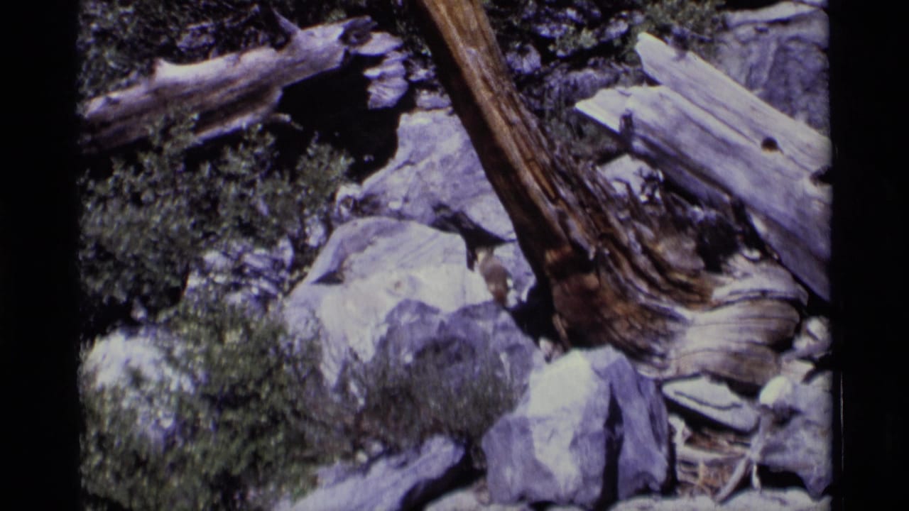 Marmot partly visible among gray boulders, shrubs, and a weathered tree trunk.