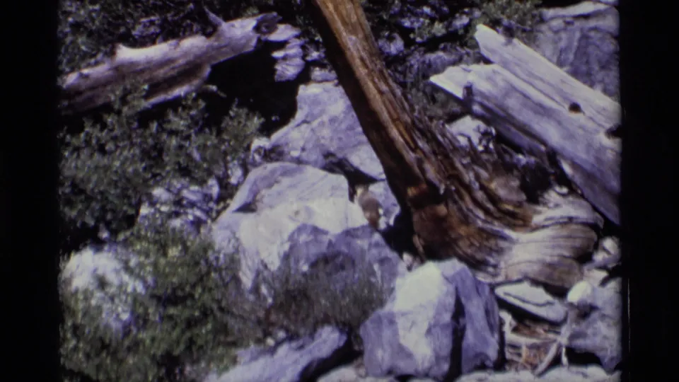 1975 Minaret Wilderness home-movie frame showing a marmot moving through rocks beside shrubs and a weathered trunk.