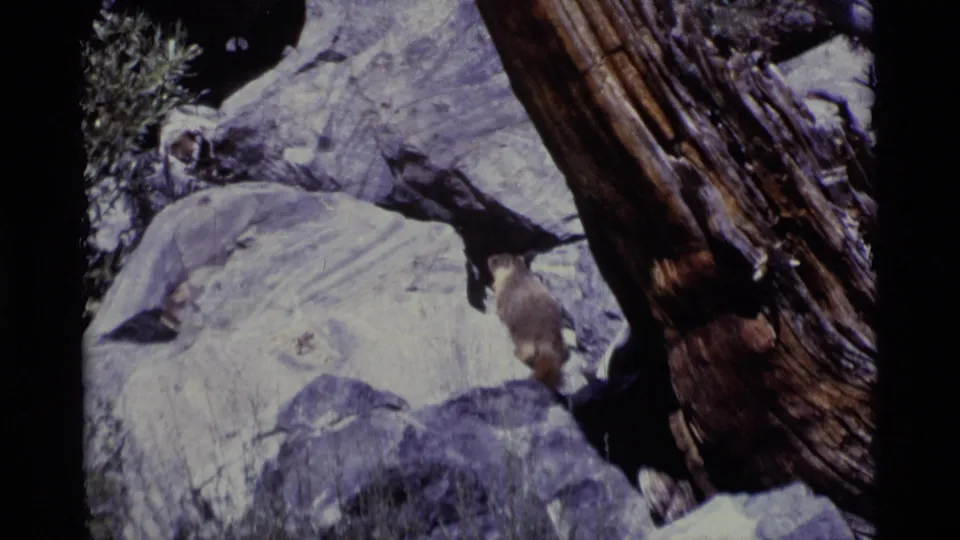 1975 California wilderness frame with a marmot climbing near pale boulders and a weathered trunk.