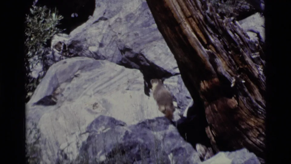1975 California wilderness frame with a marmot near gray rocks, shrubs, and a weathered trunk.