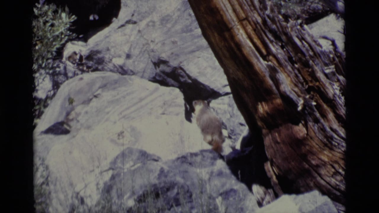 Small animal near a pale boulder and large tree trunk in rocky forest terrain.