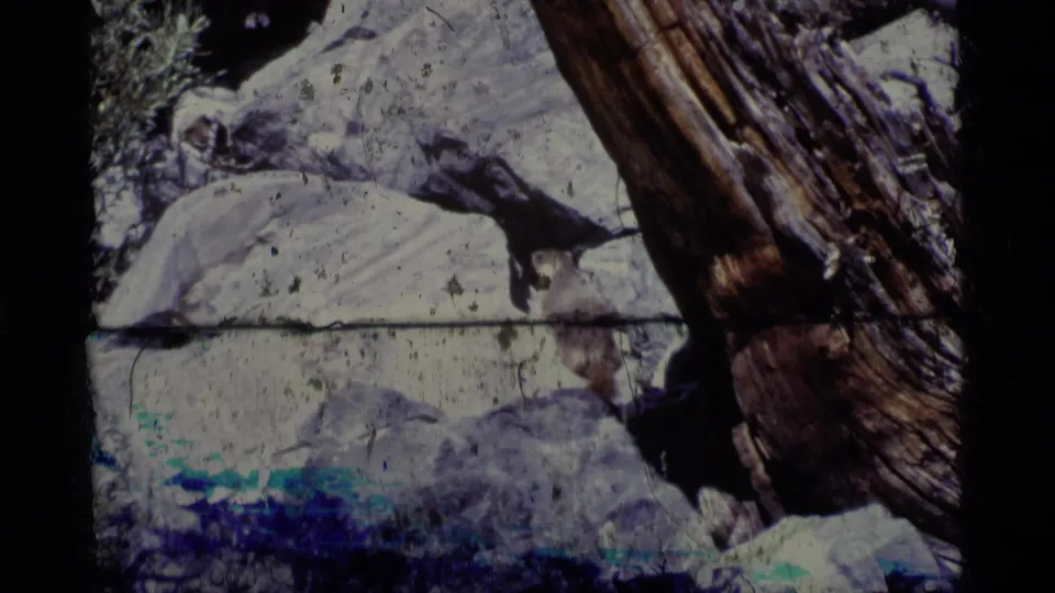 Small animal near rocks and a tree trunk in the Minaret Wilderness, seen through faded 8mm film color and dark frame edges.