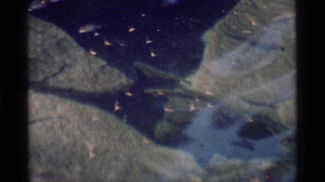 Close view of dark water moving over pale mossy rocks with small bright particles.