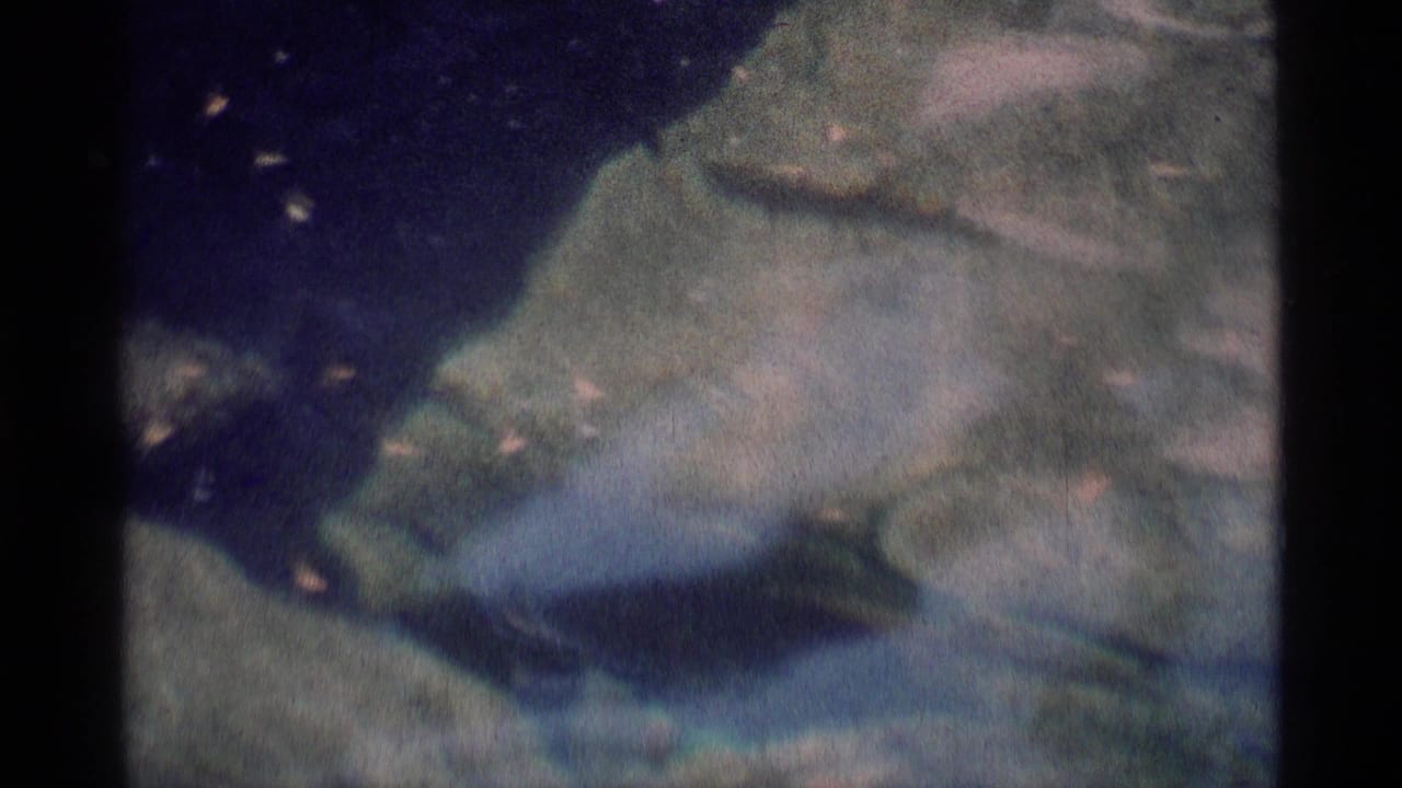 Clear water over pale submerged rocks with small floating leaves.
