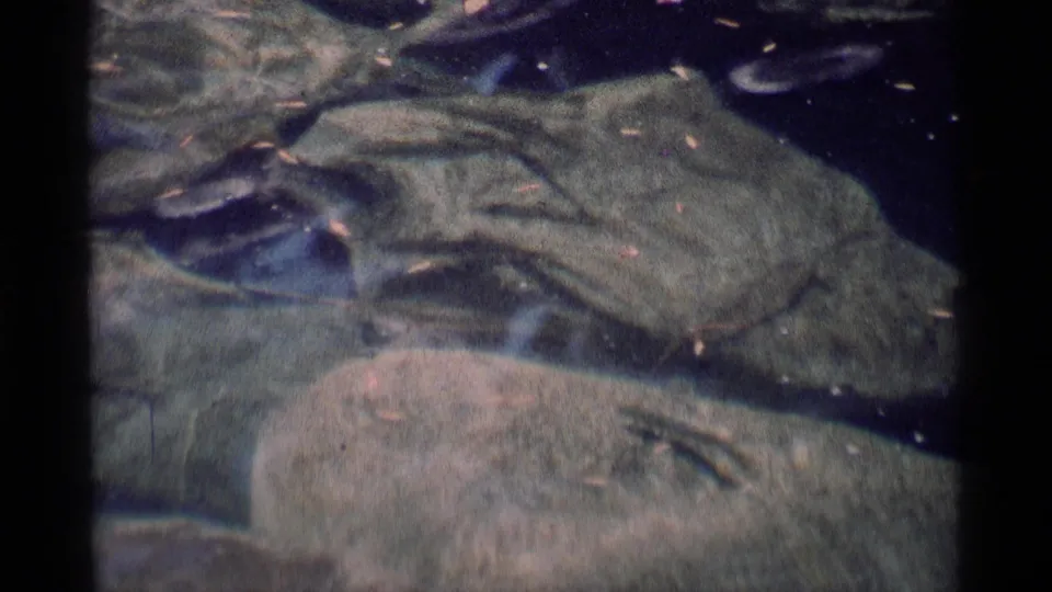 1975 California wilderness home-movie frame of clear water over a rocky bed with small drifting leaves.