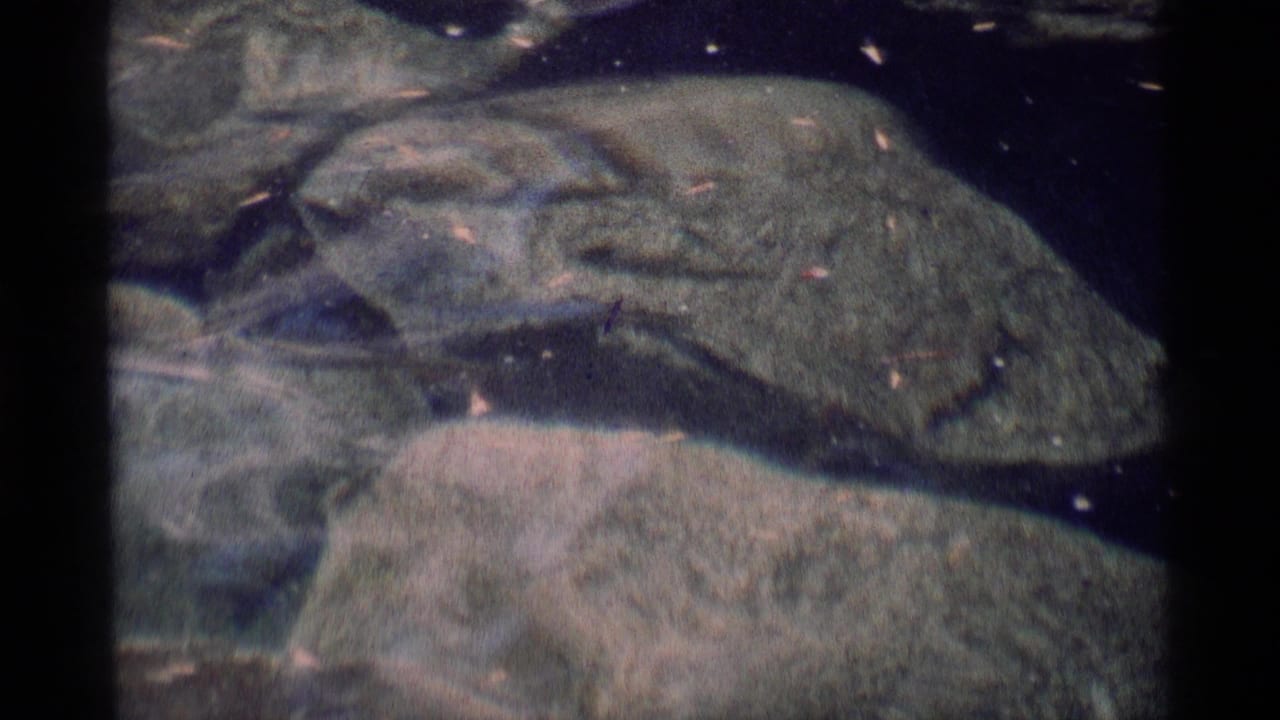 A small fish appears among rounded rocks in shallow water, from 1975 8mm home-movie footage attributed to Minaret Wilderness, California.