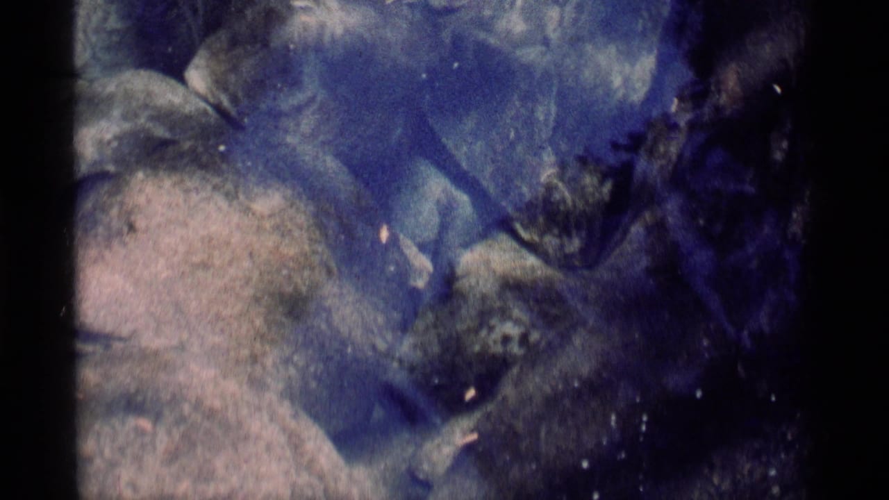 Blue-tinted shallow water with rounded rocks and a dark fish shape near the edge.