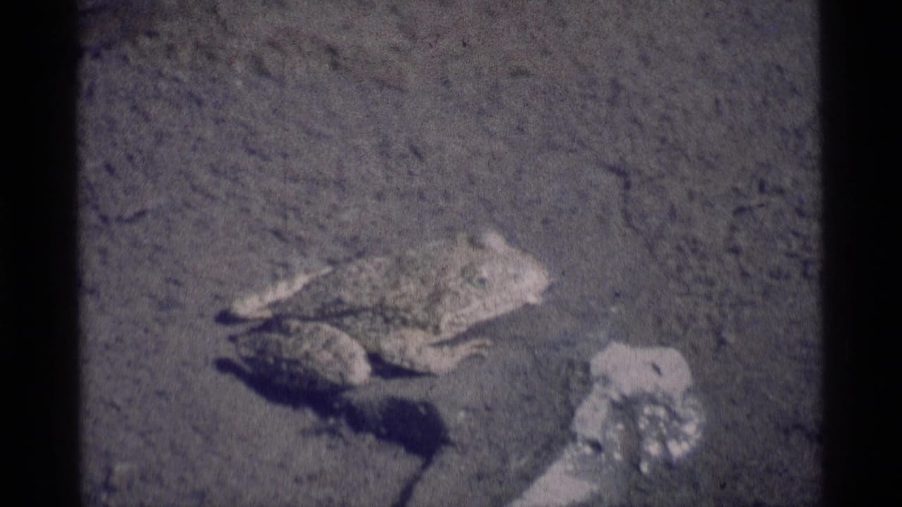 Frog resting on sandy or muddy ground beside a small patch of shallow water.