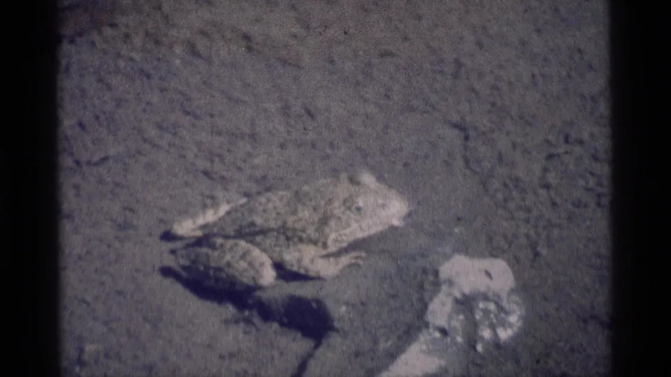 1975 8mm frame from Minaret Wilderness showing a frog on sandy ground near shallow water, with soft focus and visible film grain.