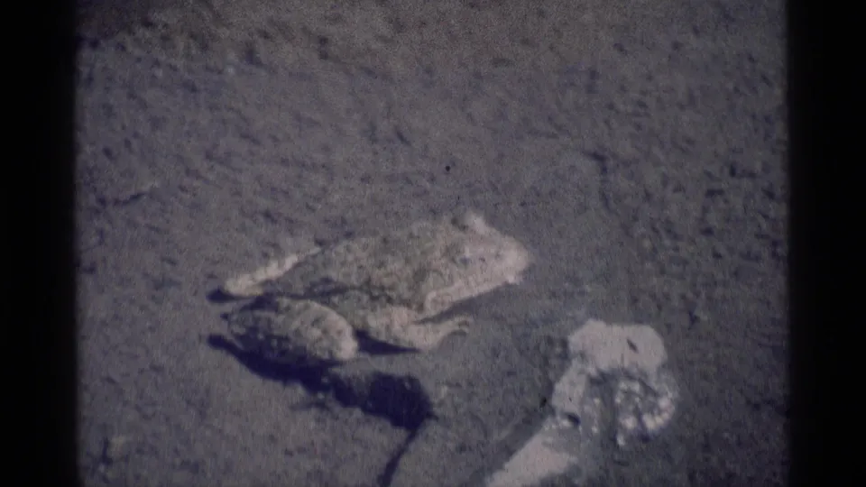 Overhead 1975 8mm view of a frog in Minaret Wilderness on sandy or muddy terrain beside shallow water.