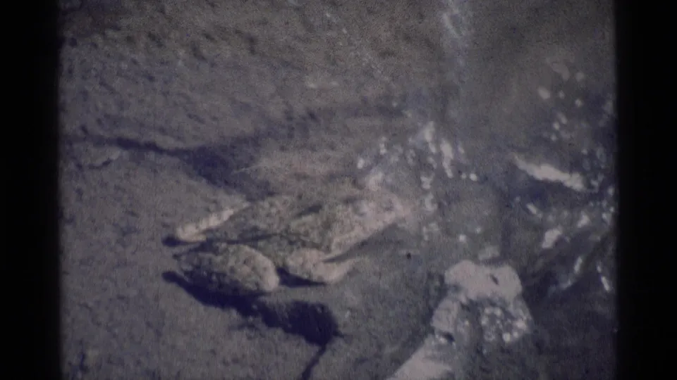 1975 8mm frame from Minaret Wilderness showing a frog beside rippled shallow water, with blue-gray aging and grain.