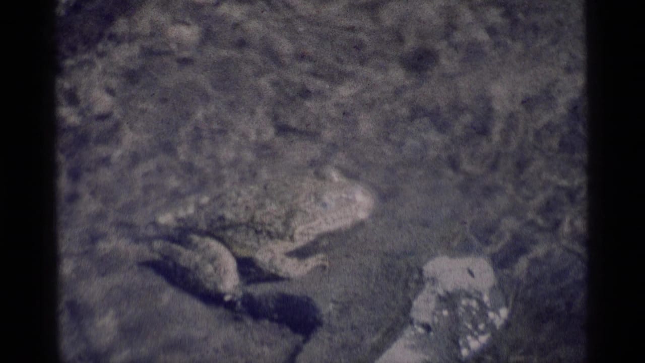 Chipmunk on rocks beside shadowed brush and a pale stone surface.