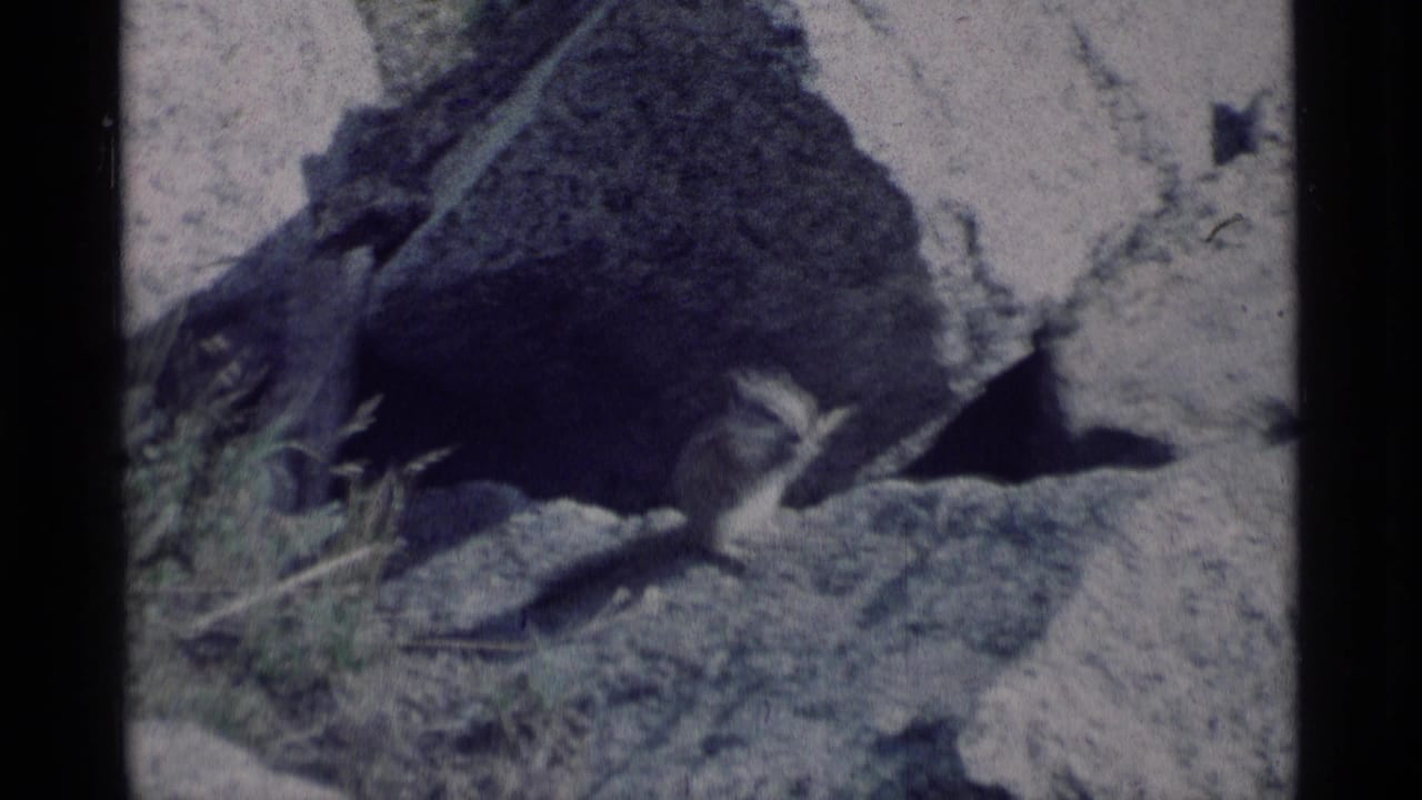 A chipmunk sits near a large boulder in rocky California wilderness terrain, as identified by the clip metadata.
