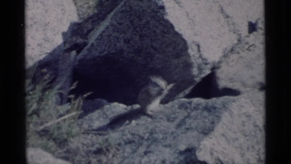 A chipmunk sits near a large boulder in rocky California wilderness terrain, as identified by the clip metadata.