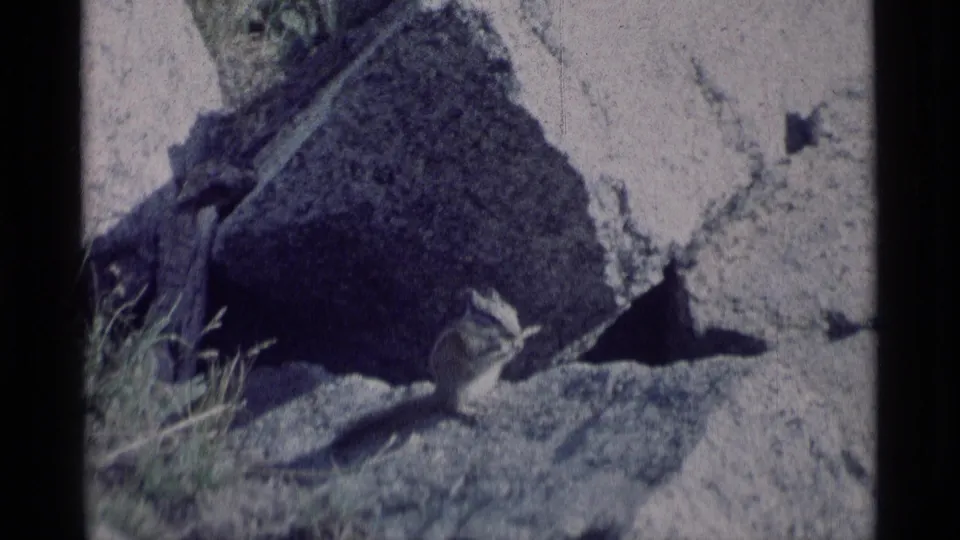 The 8mm frame shows a chipmunk close to a shadowed boulder, with grasses and pale stone around it.