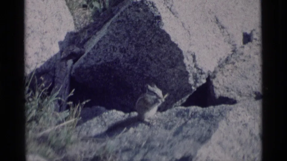 A chipmunk is framed against rocks and a dark boulder in the supplied 1975 Minaret Wilderness home-movie footage.