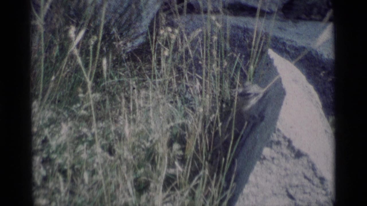 1975 8mm frame from Minaret Wilderness showing a chipmunk near a pale rock, dry grass, and mottled shade.