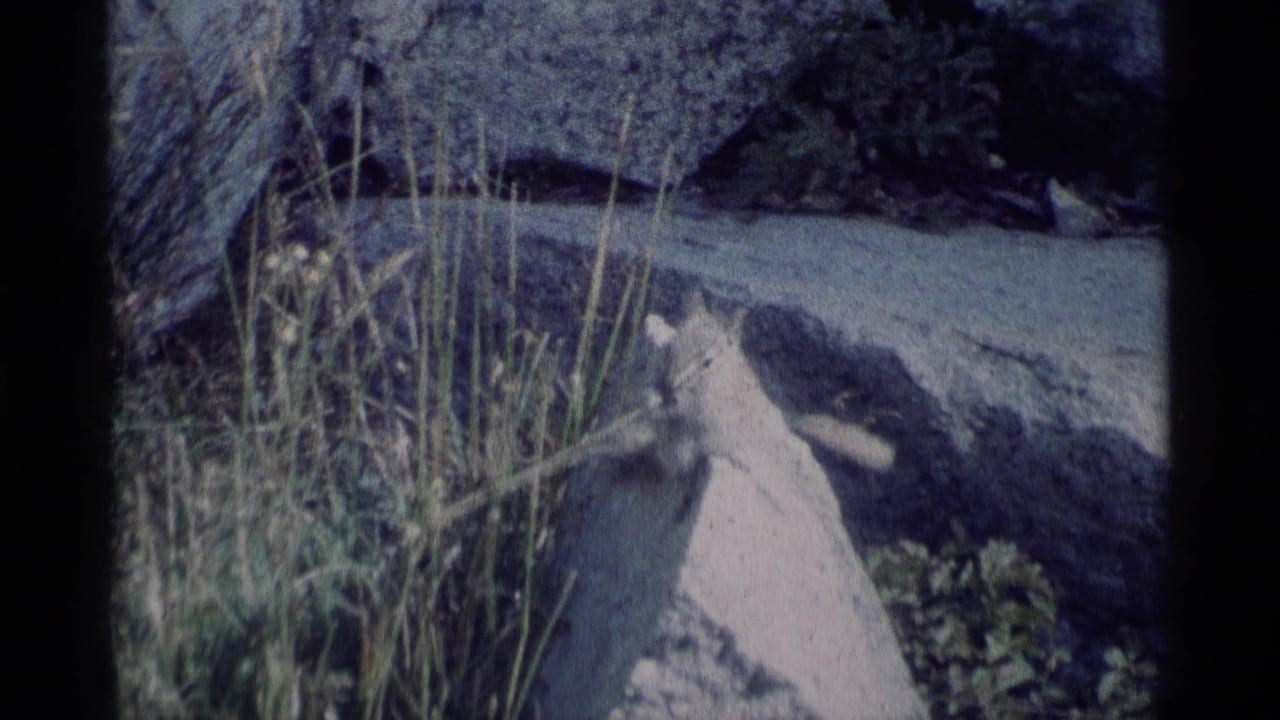Chipmunk near grass and rocks with a dark shadowed area behind it.