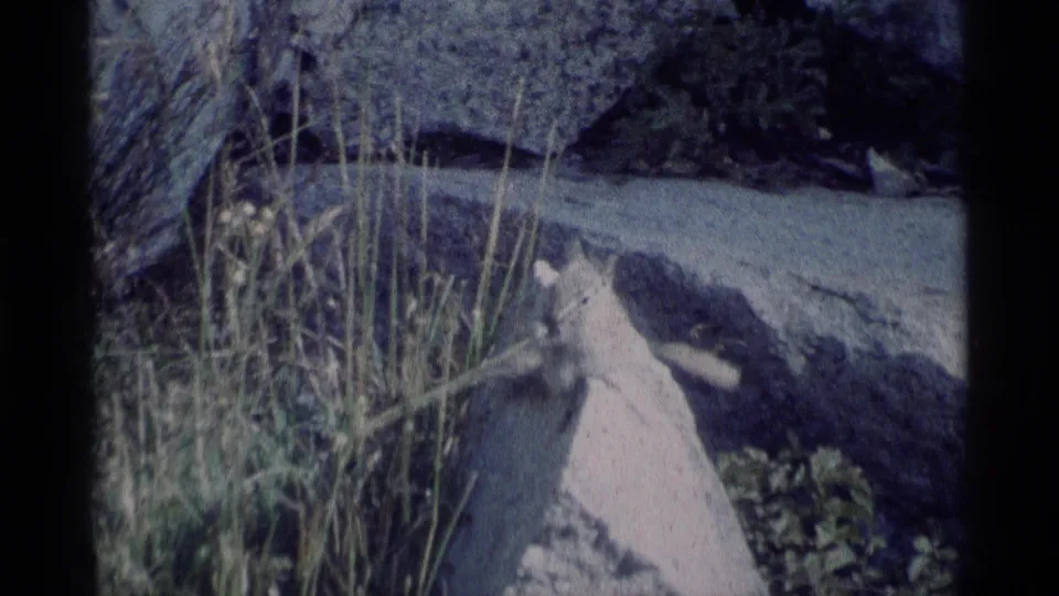 1975 Minaret Wilderness home-movie frame showing a chipmunk foraging near grass, rocks, and a shaded patch of ground.
