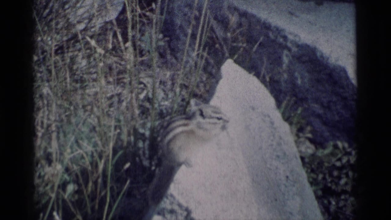 Striped chipmunk crouches on a sunlit rock with tall grass and rugged stones behind it in California wilderness footage.