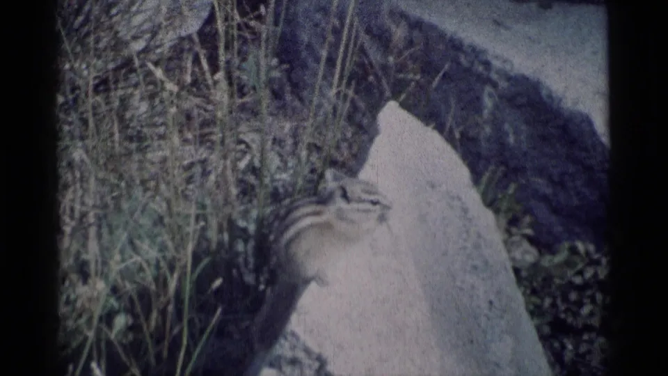 Striped chipmunk crouches on a sunlit rock with tall grass and rugged stones behind it in California wilderness footage.