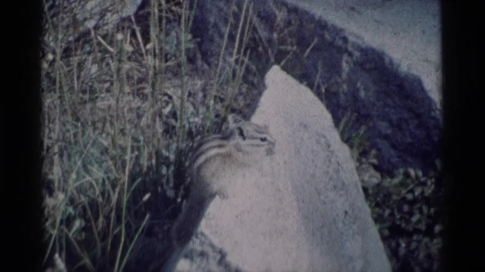 The chipmunk remains near the edge of a bright rock, partly framed by dry grass and dark stone in the 8mm outdoor shot.