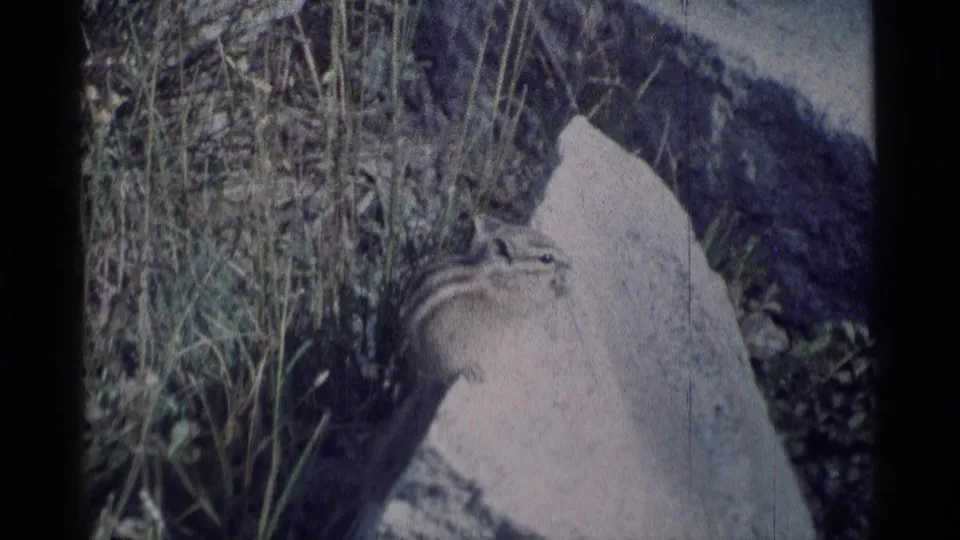 Chipmunk sits on a pale rock in front of tall grasses and boulders, held in a soft 1975 8mm wildlife close view.