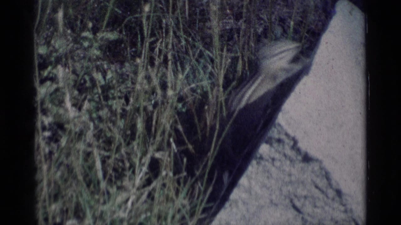 Chipmunk near tall grass and a pale rock in rocky outdoor terrain.