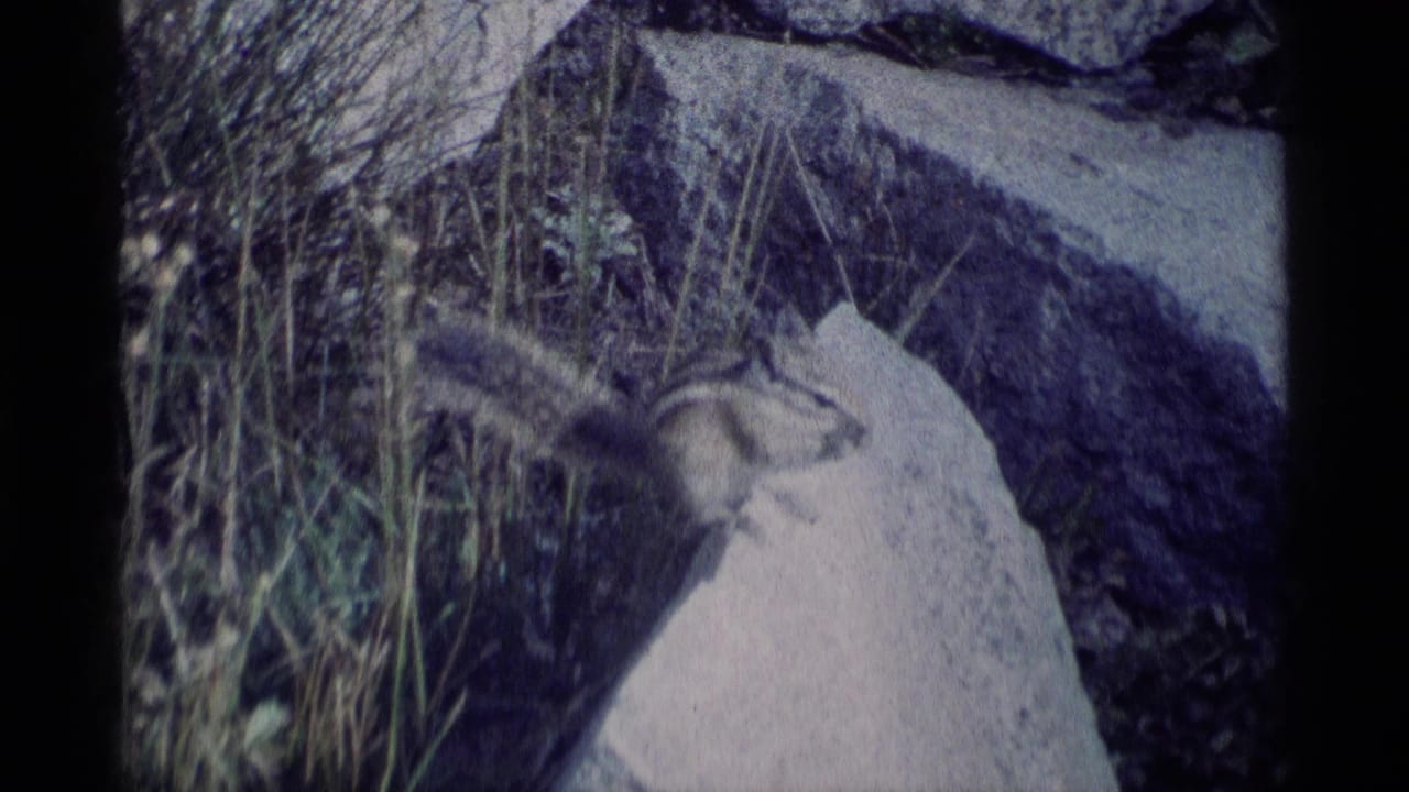 Chipmunk perched on a pale rock beside grass and darker stone.