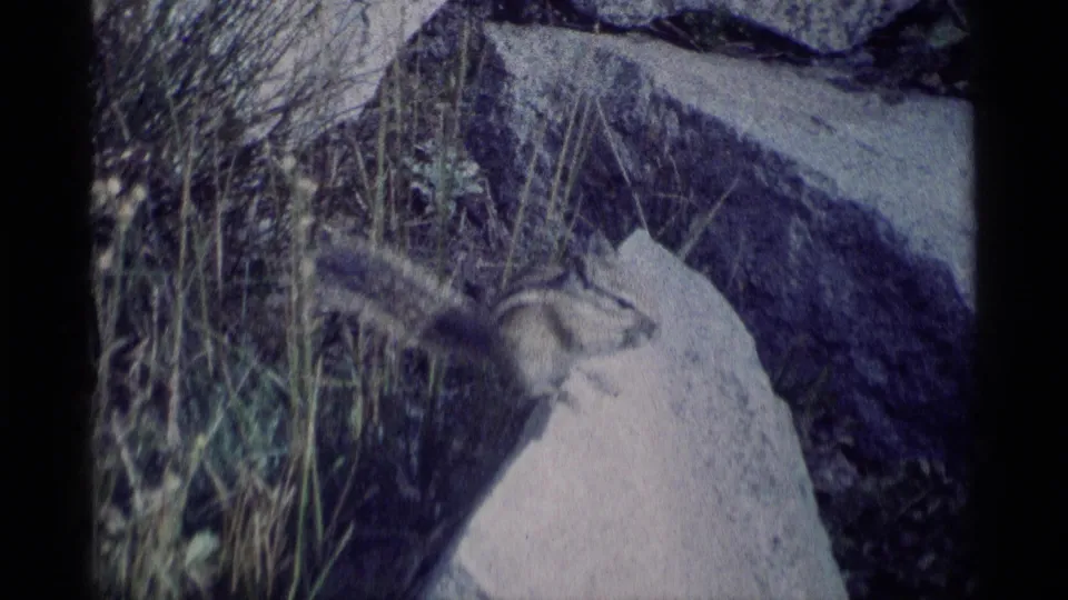 1975 Minaret Wilderness home-movie frame with a chipmunk on a pale rock near grass and rugged stone.