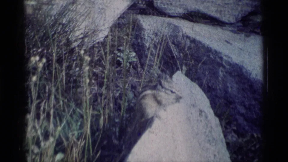1975 8mm wilderness frame showing a chipmunk on light rock bordered by grasses and darker rocky terrain.
