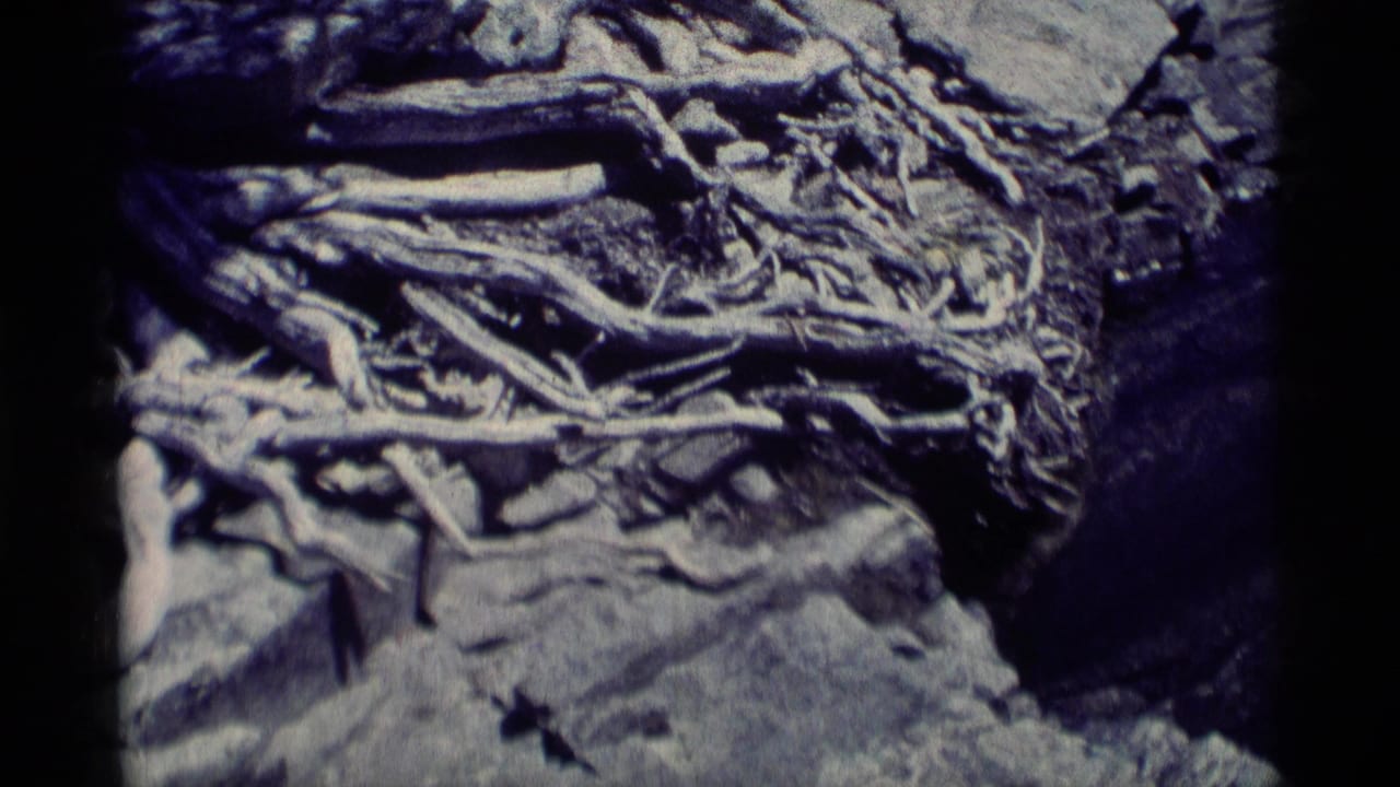 1975 8mm Minaret Wilderness frame showing weathered roots tangled across layered rocks and dry ground.