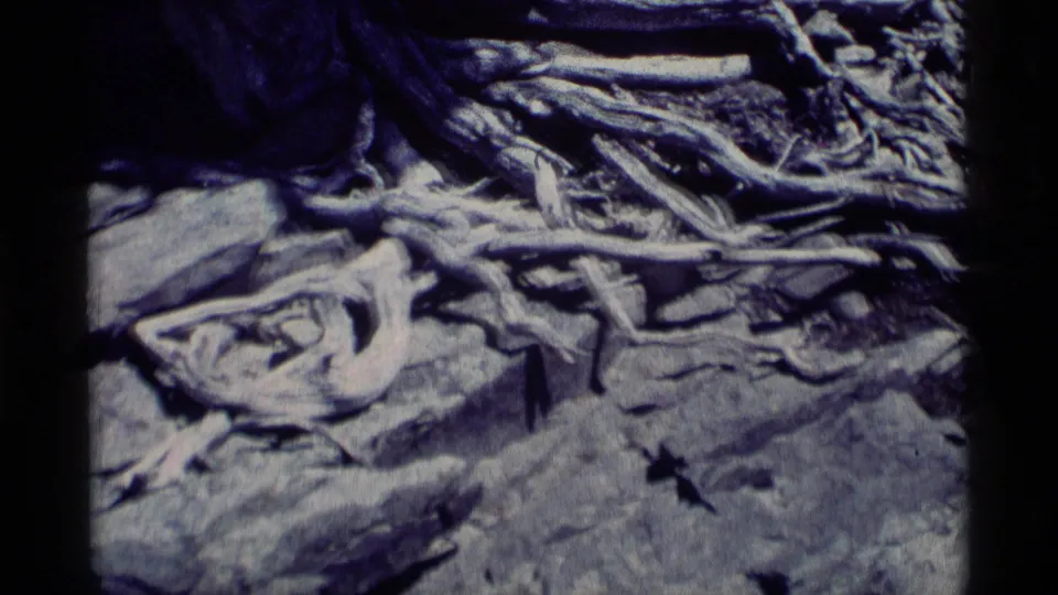 Close 8mm view of a pale curved root or branch among rocks in the Minaret Wilderness landscape.