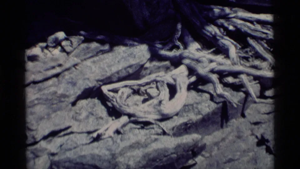 1975 home-movie frame with a gnarled pale root crossing rock fragments and dry terrain in California wilderness.