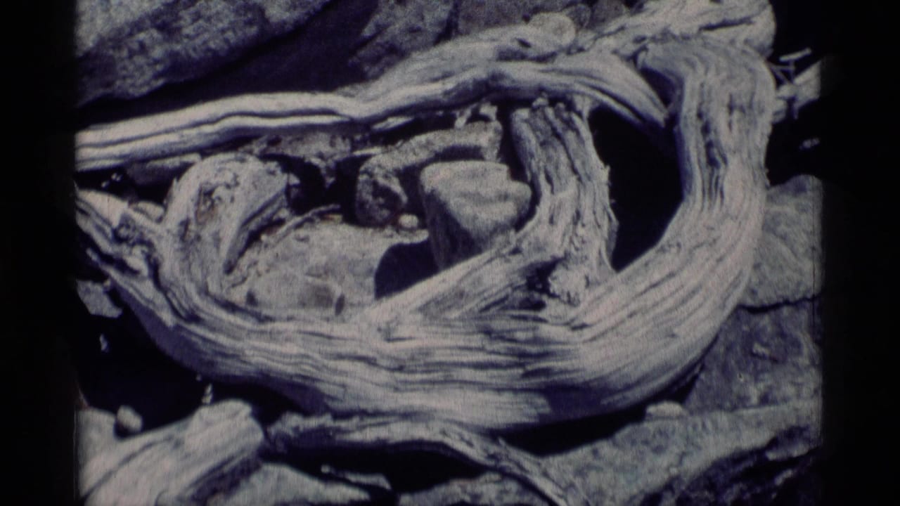 1975 8mm Minaret Wilderness footage showing twisted driftwood and rocks in a close natural detail shot.