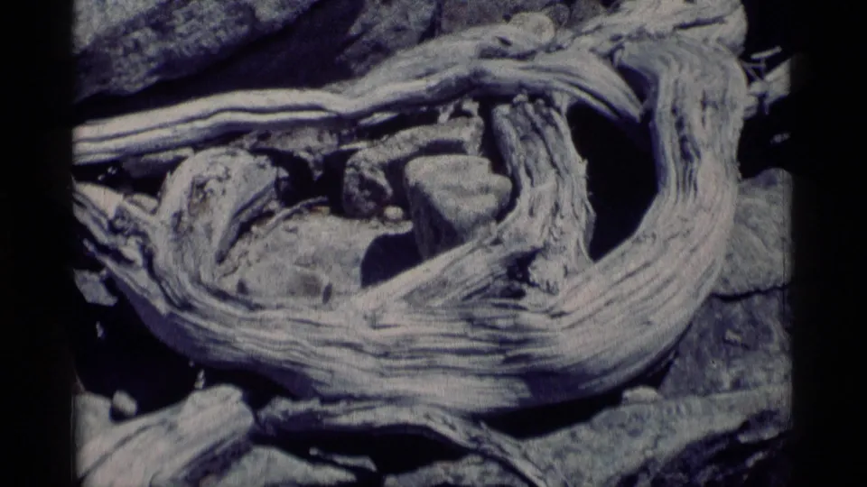 1975 8mm Minaret Wilderness footage showing twisted driftwood and rocks in a close natural detail shot.