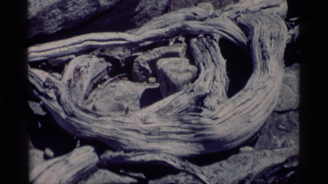 Close view of pale driftwood crossing rocks in soft focus.