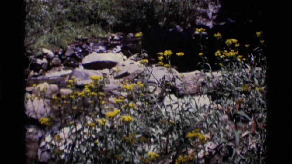 1975 8mm Minaret Wilderness view of a shallow stream area bordered by rocks, greenery, and yellow wildflowers.