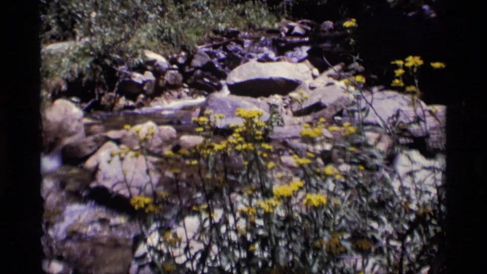 1975 8mm Minaret Wilderness frame showing yellow wildflowers near shallow water running over smooth rocks.