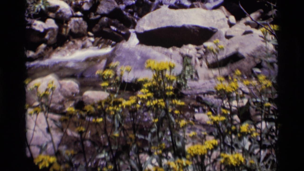 Clusters of yellow flowers stand in front of rocks and a narrow stream channel.
