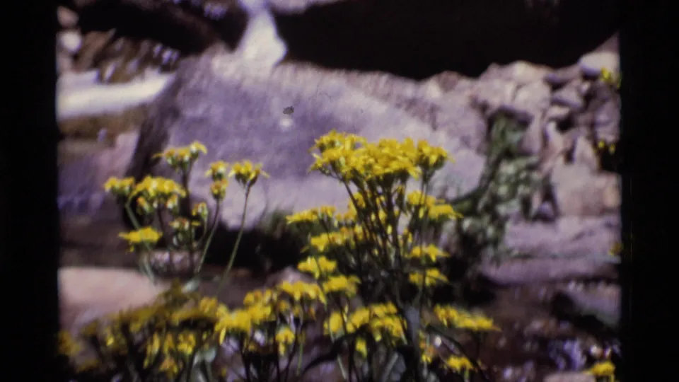 Close 1975 8mm view of yellow wildflowers near a pale stream rock in Minaret Wilderness.