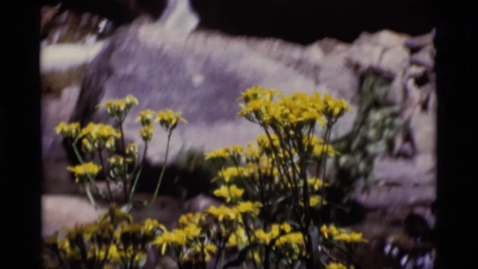 Soft handheld 8mm frame of yellow wildflowers in front of rocks and flowing water in California wilderness.