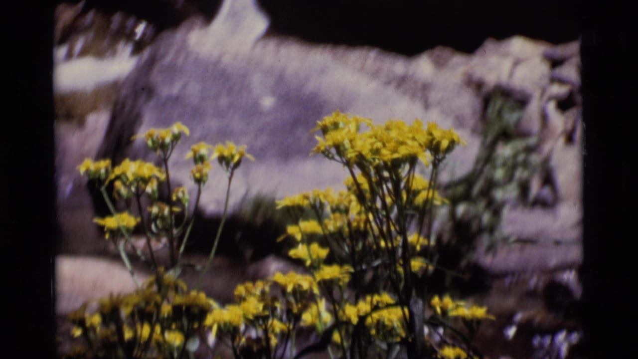 1975 8mm Minaret Wilderness footage showing yellow wildflowers close to the camera with soft forest debris behind them.